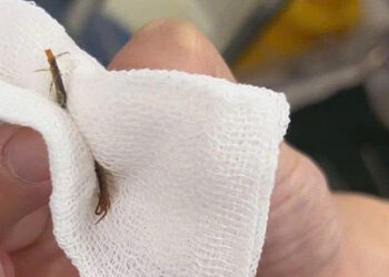 1 1757401344 1757401360 175740 6389 9345 1757401441.jpg