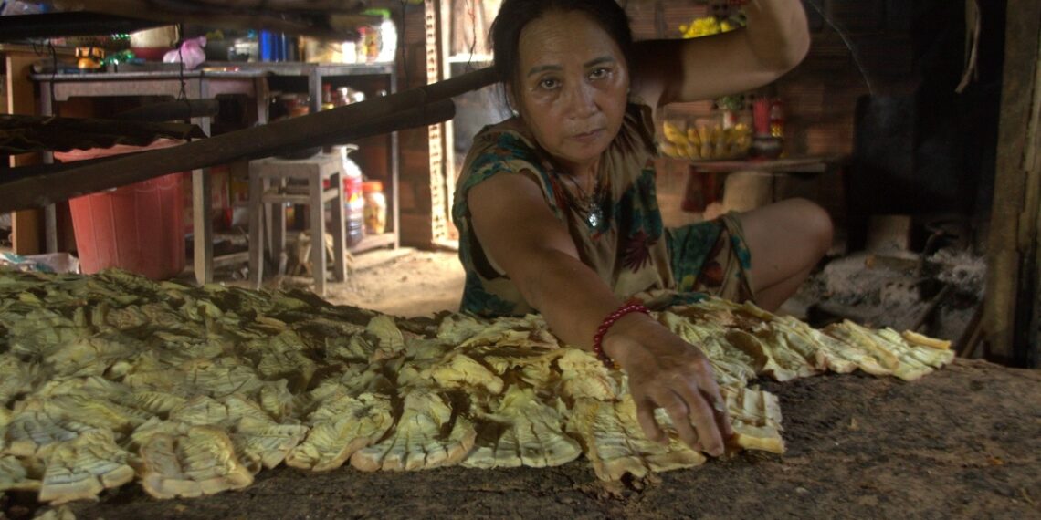 Sấy măng rừng trên lò đất đỏ 11 1754554254 5148 1754554870.jpg