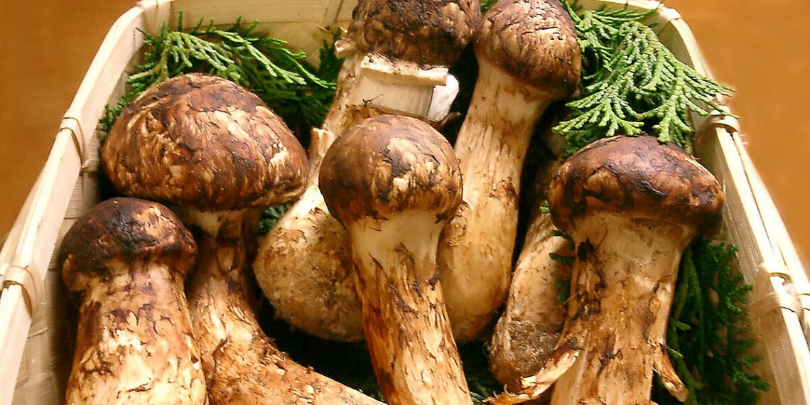 1200pxmatsutake 1639070852 163 6219 9007 1639070944.jpg
