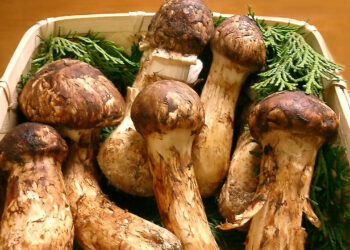 1200pxmatsutake 1639070852 163 6219 9007 1639070944.jpg