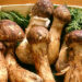 1200pxmatsutake 1639070852 163 6219 9007 1639070944.jpg