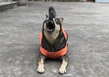 1iphfanfp6ullv2jpg 1757133930 7595 6000 1757134012.jpg