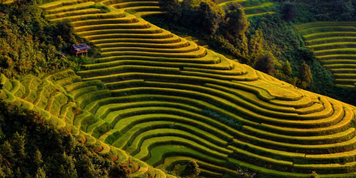 Xím Vàng mùa lúa chín 2aa057eb9fcd15934cdc 1758775905 1758819891.jpg