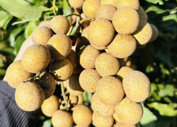 a nh chu p ma n hi nh 2025 08 6759 2640 1755924854.png