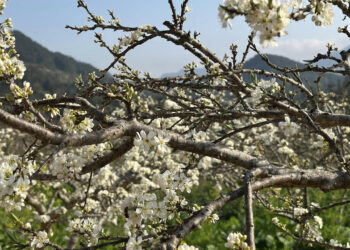 bh1 1739439648 1762 1739440699 2883 2327 1739510171.jpg