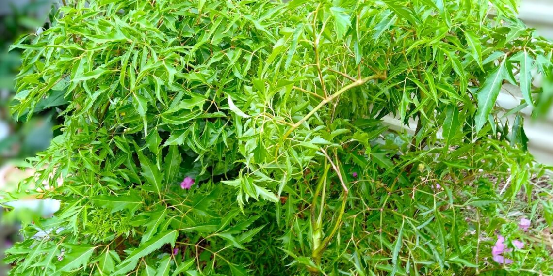 Uống nước đinh lăng có làm sạch và ngừa viêm phổi? cay dinh lang viem phoi vac xi 7840 3337 1758955450.jpg