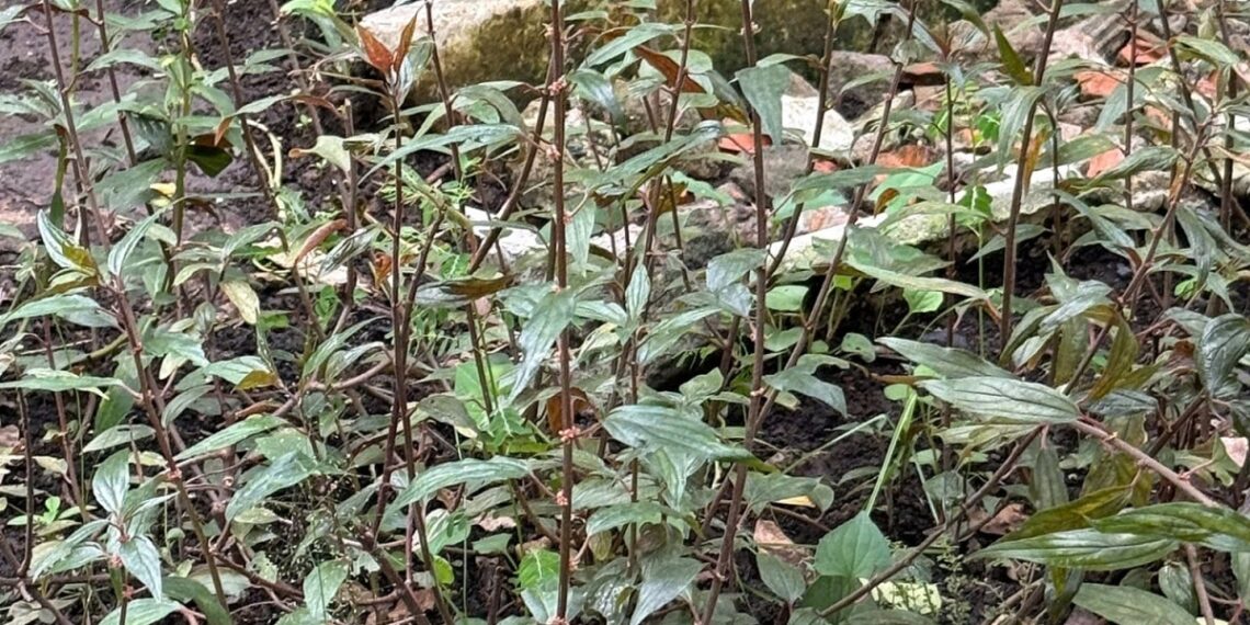 Nước cây thuốc dòi có thể trị được viêm phổi không? cay thuoc doi tri viem phoi du 7622 3513 1758189568.jpg