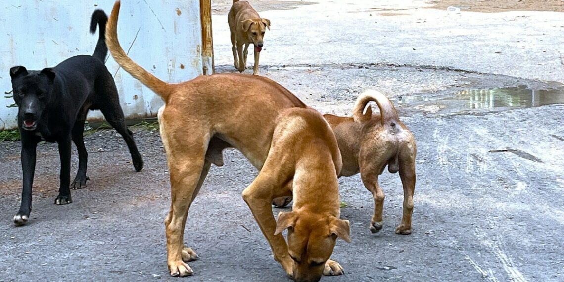 cho tha rong khong ro mom tiem 3703 5710 1757302361.jpg