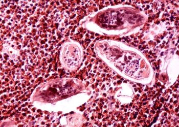 d3202a82dcf24d99869deda77e86a1 7508 4112 1756956352.jpg