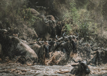 dsc3502 copy 2 1757063155 1757067397 1757067848.jpg