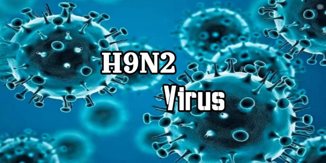 Bệnh cúm gia cầm A(H9) nguy hiểm như thế nào? h9n2 virus crop 1712410467149.jpeg