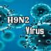 h9n2 virus crop 1712410467149.jpeg