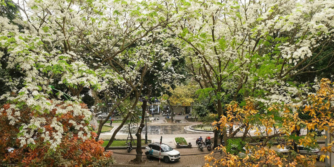 hoala 1742283789 1742284016.jpg