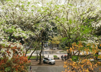 hoala 1742283789 1742284016.jpg