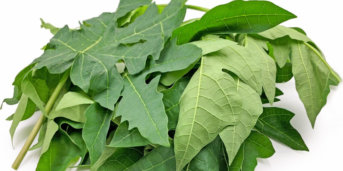 Lá đu đủ có tác dụng chống ung thư? ladudu crop 1704242754211.jpeg