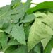 Lá đu đủ có tác dụng chống ung thư? ladudu crop 1704242754211.jpeg