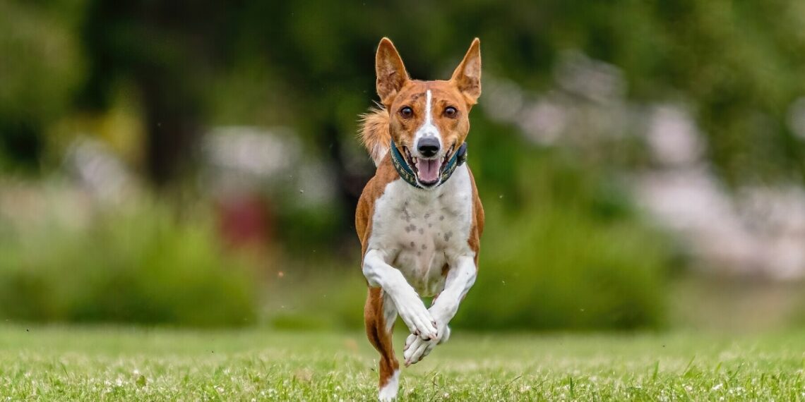 largevecteezybasenjirunningint 8542 5609 1756569051.jpg