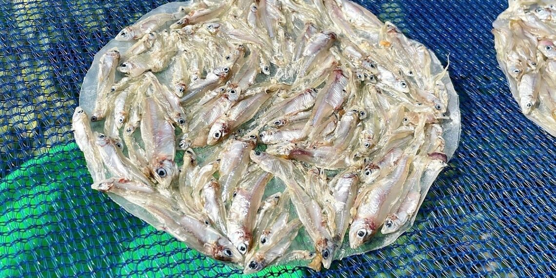 mon banh trang ca com 17580230 1378 2467 1758023539.jpg