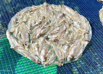 mon banh trang ca com 17580230 1378 2467 1758023539.jpg