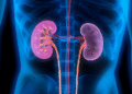 news kidneys illustration 1740 6451 2457 1756730848.png