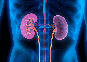 news kidneys illustration 1740 6451 2457 1756730848.png