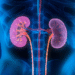 news kidneys illustration 1740 6451 2457 1756730848.png