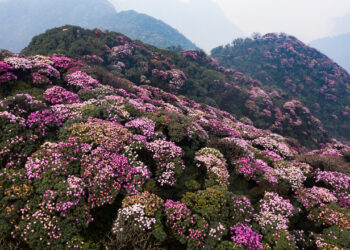 pu1 1739160164 1739176580 4683 1739182906.jpg