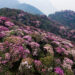5 cung trekking mùa xuân miền Bắc pu1 1739160164 1739176580 4683 1739182906.jpg