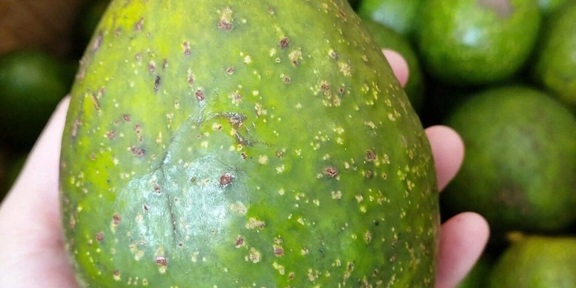 qua bo 2 1757573341 1757573372 3969 1757573414.jpg