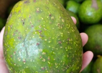 qua bo 2 1757573341 1757573372 3969 1757573414.jpg