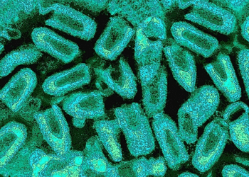 rabies virus 4 1715657084 5798 7536 2983 1757646874.png