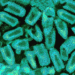 rabies virus 4 1715657084 5798 7536 2983 1757646874.png