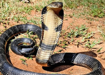 ran ho mang 7316 1636162010 jp 6854 6095 1757986281.png