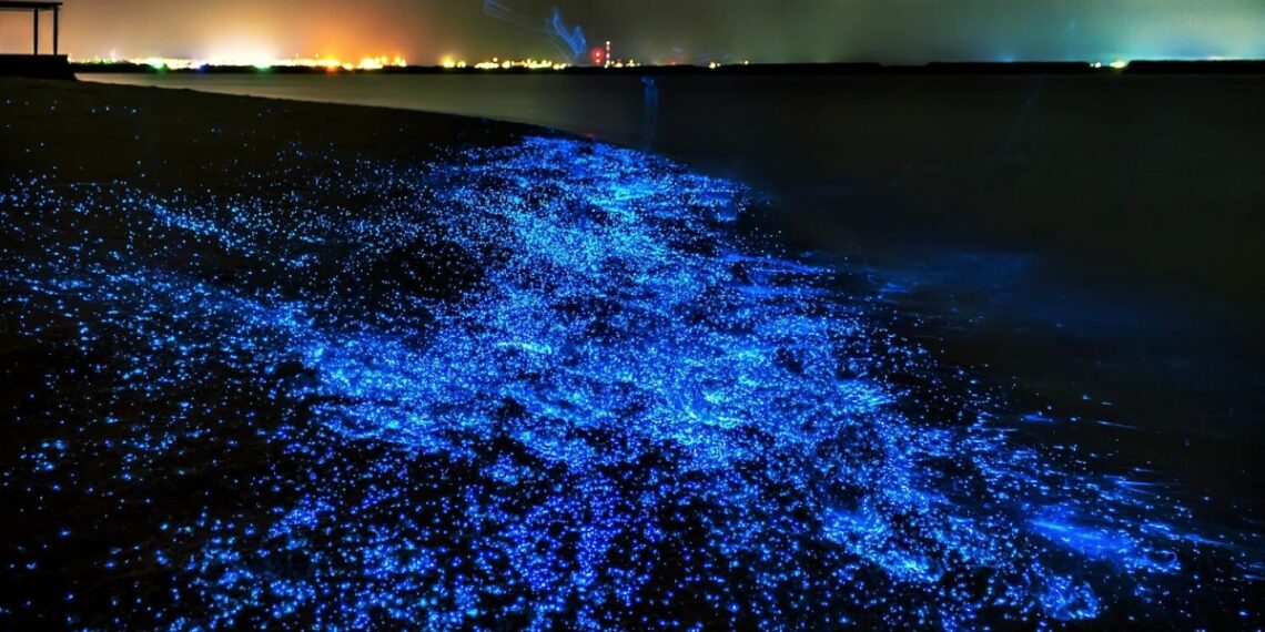 Bí mật về vùng biển đêm ma thuật ở Maldives sea of stars vaadhoo island ma 2637 9697 1758335621.jpg