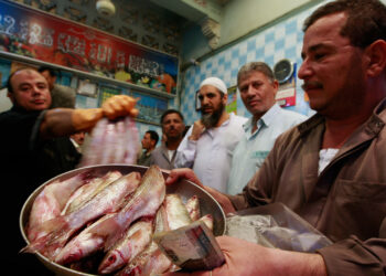 cairofish 1761365080 176136509 8738 3537 1761365104.jpg