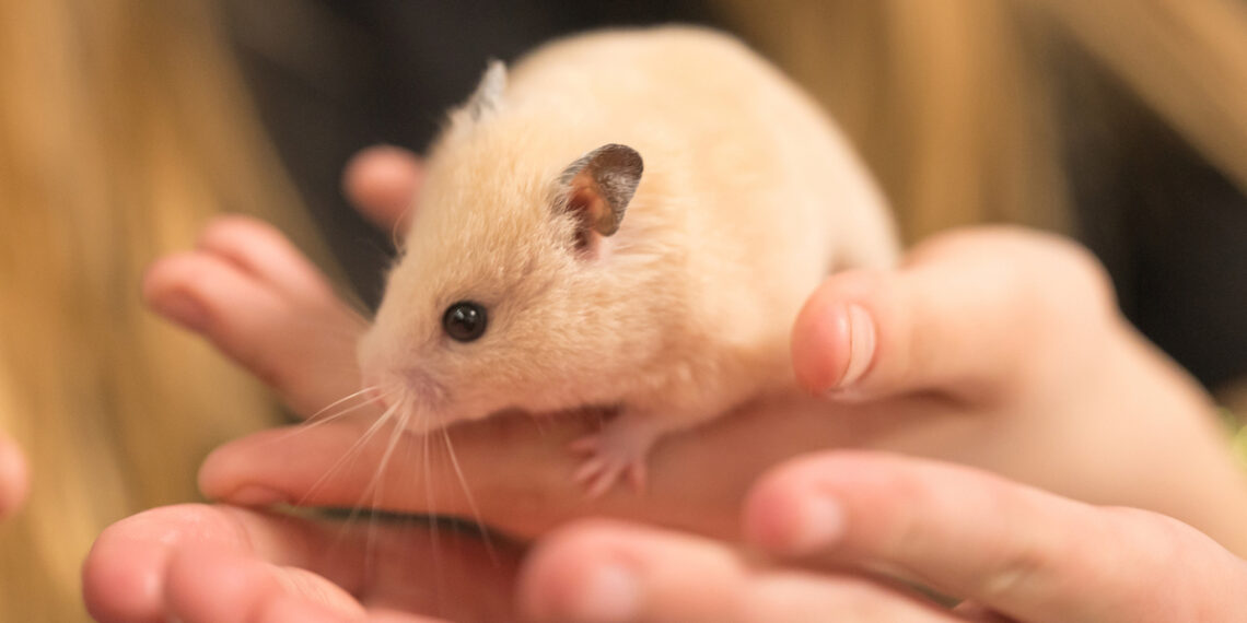 medium vecteezy pet hamster in 9395 1338 1760774084.jpg
