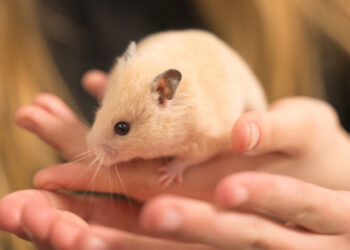 medium vecteezy pet hamster in 9395 1338 1760774084.jpg