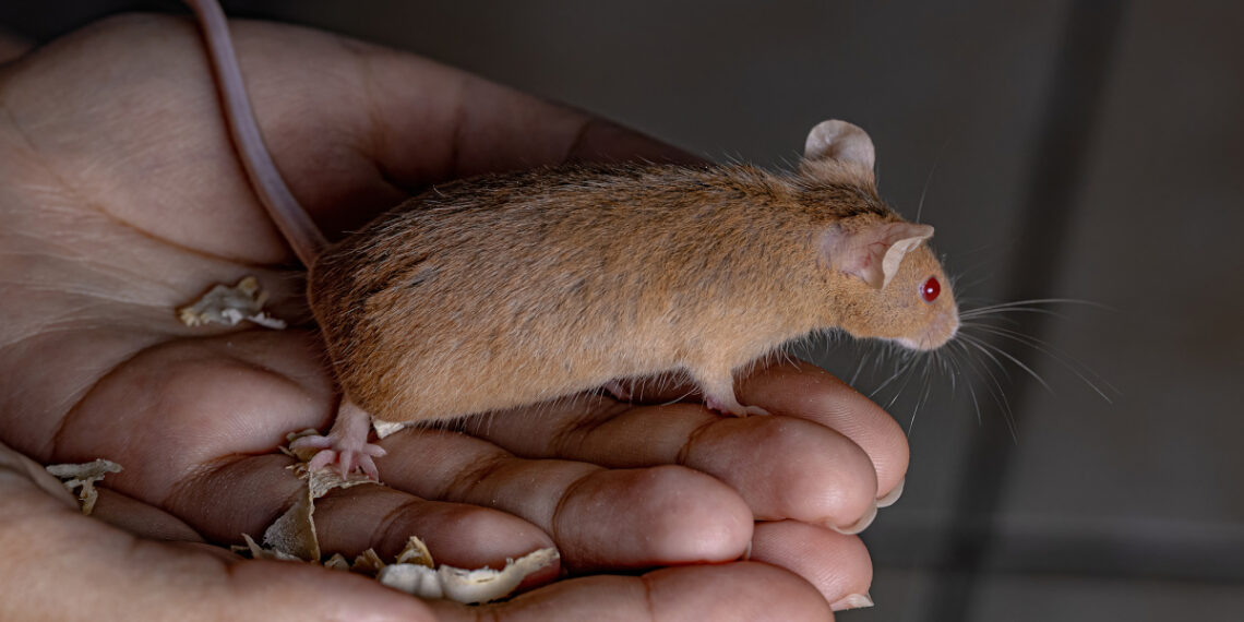 medium vecteezy small house mo 7471 9915 1760327326.jpg