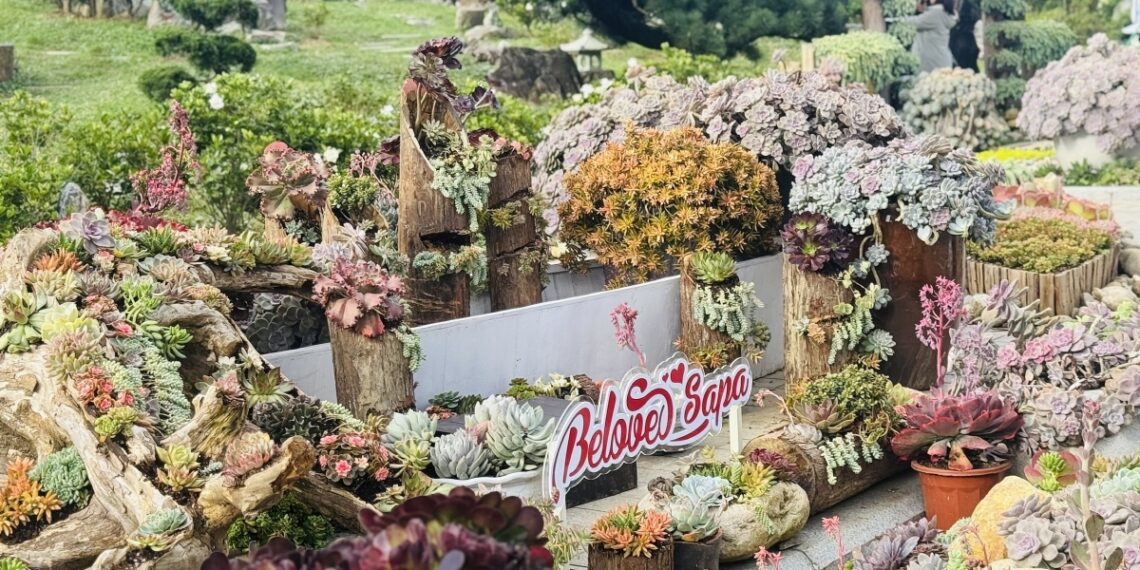 sapa1 1761192649 1761192825 5281 1761192915.jpg