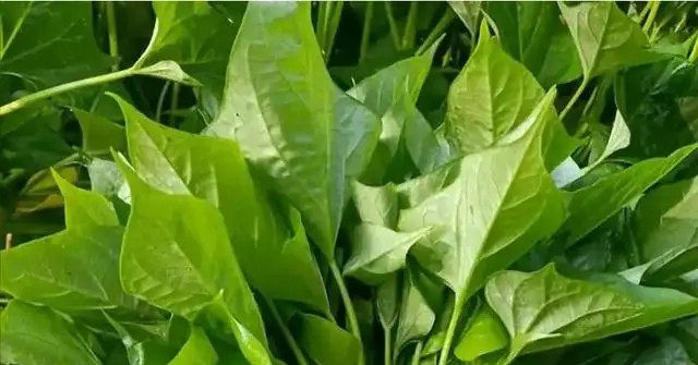 Tác dụng của rau lang với huyết áp tac dung cua rau lang voi huyet ap 2049.jpg