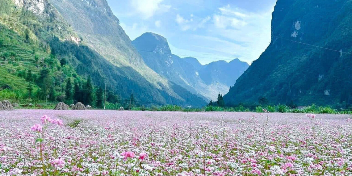 hoa1 1761791768 1761819118.jpg