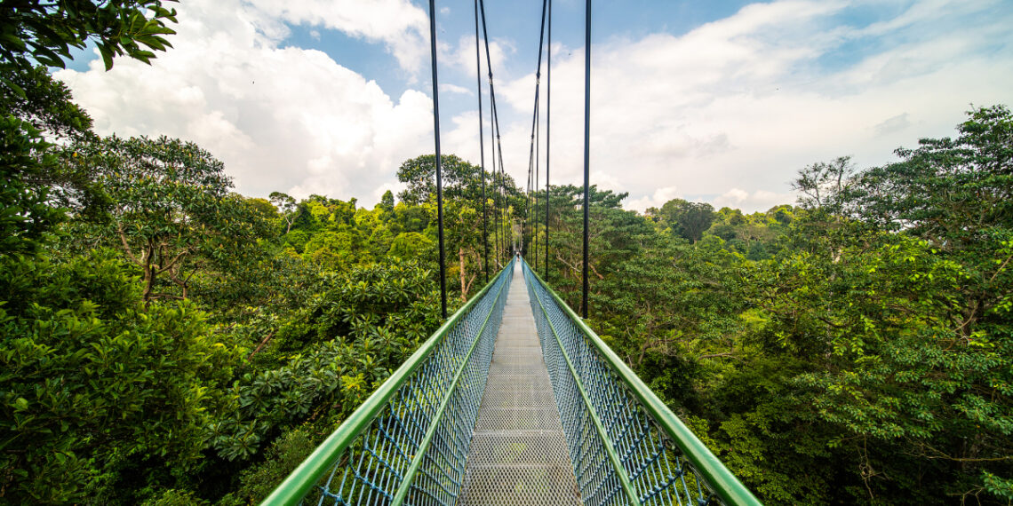 Ba cung đường mòn đi bộ xuyên rừng giữa Singapore image 5 1763625518 1763625703 2224 1763625725.jpg