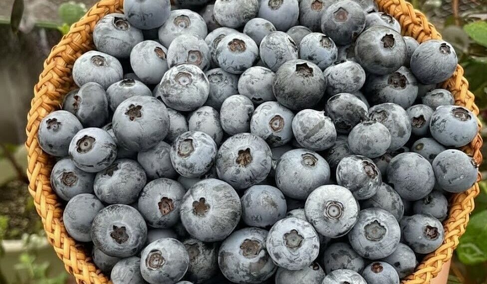 image001 1764203958 1764203983 9140 1764204031.jpg