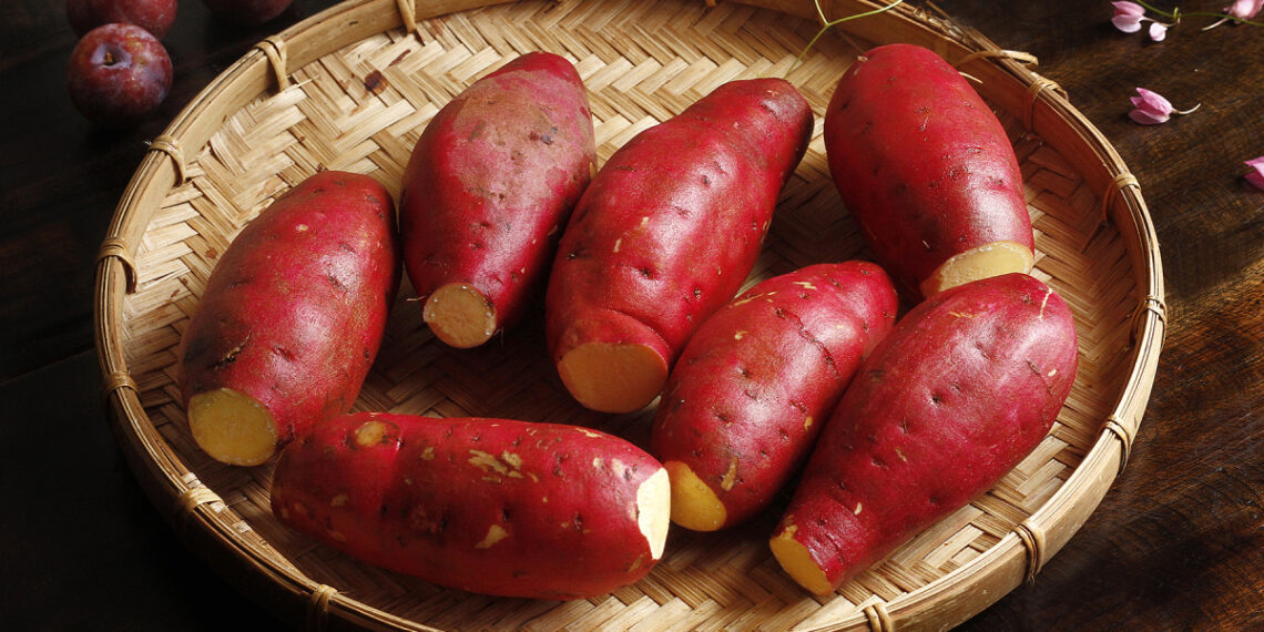 khoailang 1761802278 176180255 2659 9270 1761802564.jpg