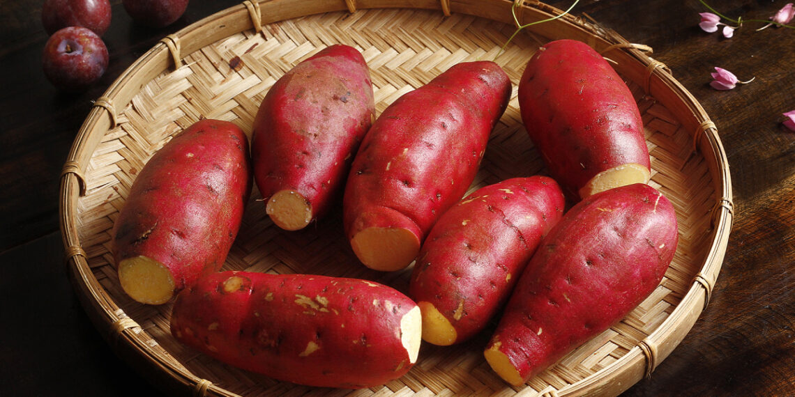 khoailang 1763109409 3031 1763 7640 3360 1763109715.jpg