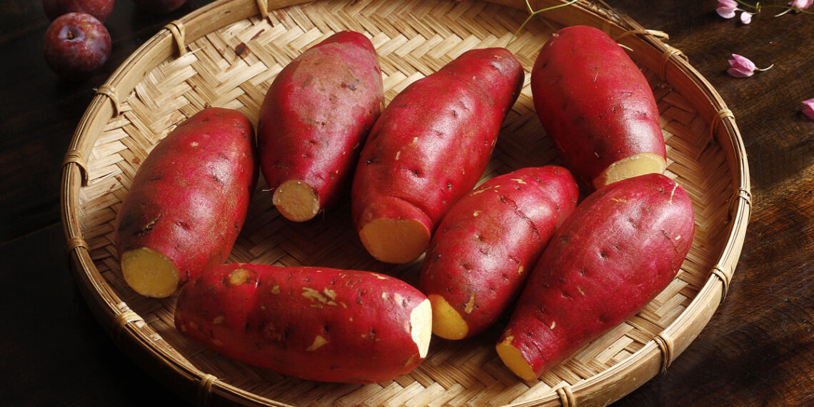 khoailang 1763785353 176378536 3011 4336 1763785380.jpg