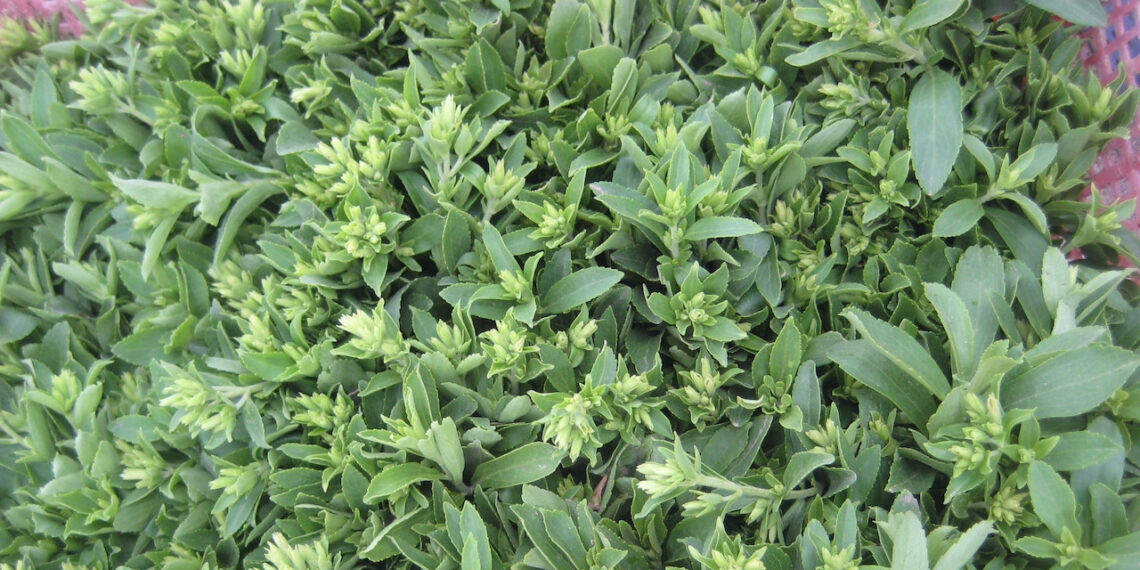 loai co co vi ngot gap 300 lan duong mia cang uong cang khoe manh 323.jpeg