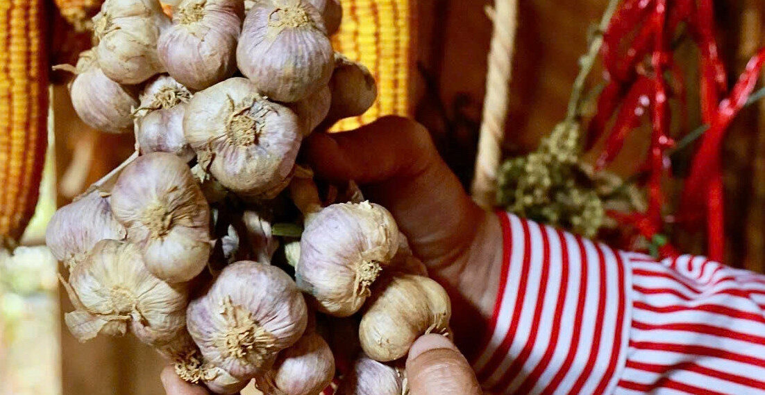 loai cu ngua cam cum phong benh tim mach danh sach mo mau 3237.jpeg