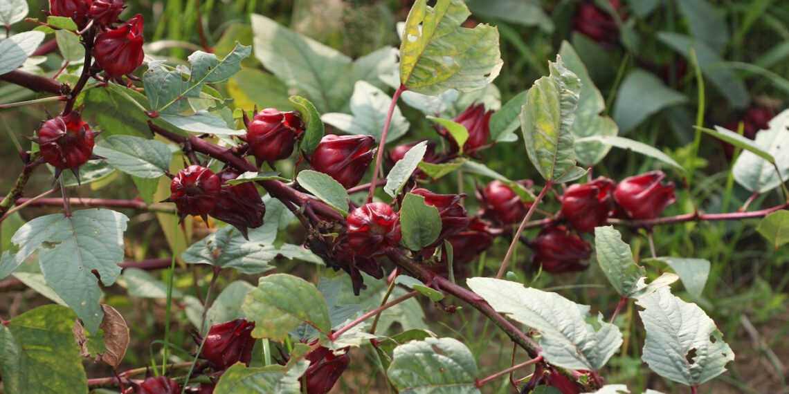 loai hoa ban day cho do sam nhu ruou vang ho tro nguoi tieu duong mo mau 2004.jpeg