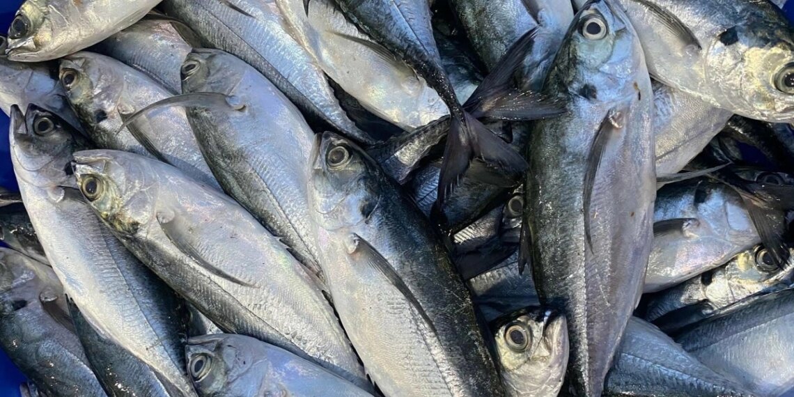 thay vi a n nhie u ma t ca ma 9481 2954 1763605609.jpg